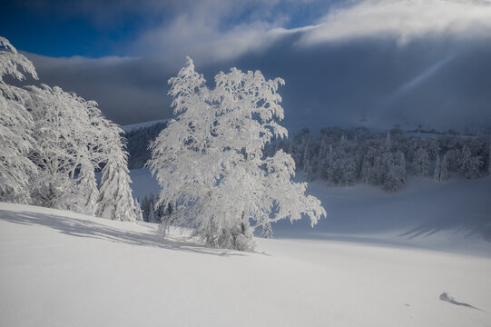 View of frost-covered trees in the snowy landscape of Velka Fatra national park near Borisov, Bela-Dulice, Zilina Region, Slovakia.