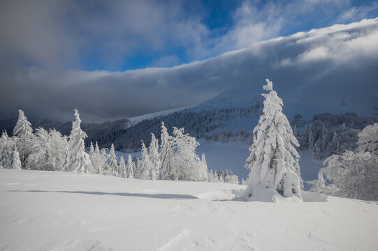 View of snow-covered pine trees and the Borisov peak in Velka Fatra national park under a cloudy winter sky in Bela-Dulice, Zilina Region, Slovakia.