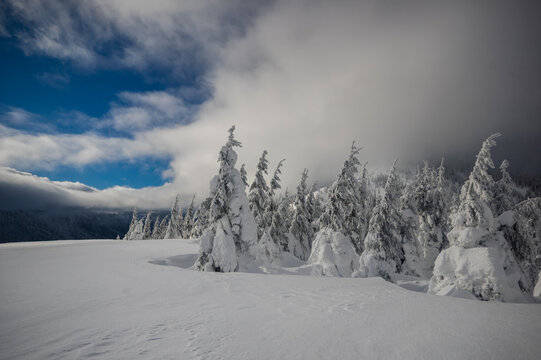View of Borisov in Velka Fatra national park with snow-covered pine trees under a dramatic cloudy sky in winter in Bela-Dulice, Zilina Region, Slovakia.