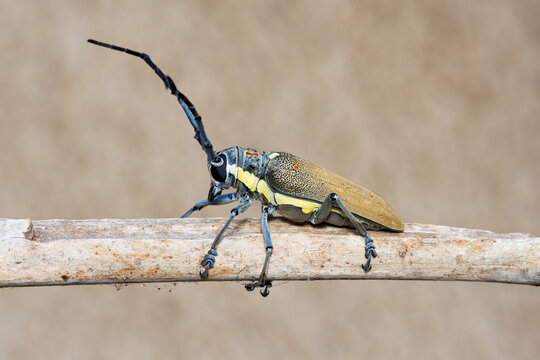 Selective focus on Mango Stem Borer, longhorn beetle, Batocera Rufomaculata