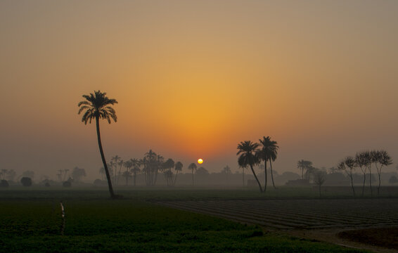 View of a sunrise over a rural landscape with palm trees and agricultural fields in Multan, Punjab, Pakistan.