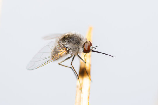 Selective focus on a Bee Fly on a twig, genus Geron