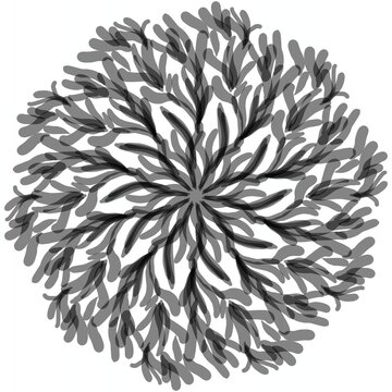 Set of flower and isolated on white background