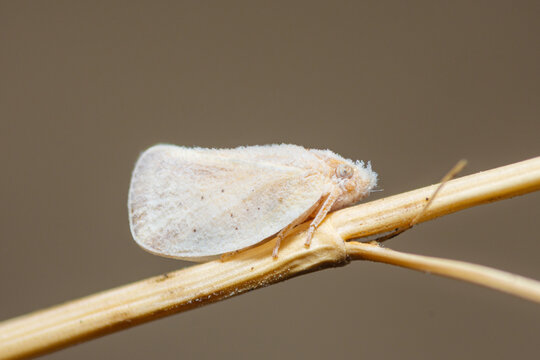 Adult flatid planthopper on a twig, Phantia Subquadrata