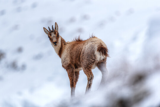 View of a chamois standing in the snow and looking back in the mountainous landscape of Frontignano, Marche, Italy.