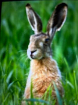rabbit in This beautiful wildlife photograph captures a wild hare sitting calmly among fresh green grass in a peaceful natural meadow. The hare is positioned prominently in the center of the frame, cr