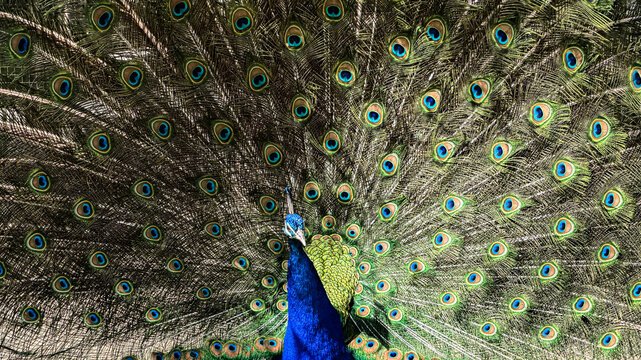 Pavo Real