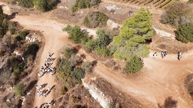 Aerial view of a group of people hiking on dirt paths through the rural landscape of Beit Meir with terraced vineyards and pine trees in Beit Meir, Jerusalem District, Israel.