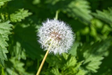 Macro shot of delicate dandelion seed head against lush green foliage © CS Media