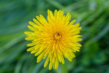 Top down macro of vibrant yellow dandelion flower with small pollinating insect © CS Media