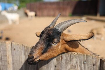 Exotic goat profile portrait, farm animal and agriculture photography concept © Алина Неборская