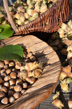 Fresh hazelnuts in a rustic wooden bowl. Gold brown nuts gleam in the autumn sun. Seasonal hazelnut harvest. Vertical background for a healthy food. Close-up.