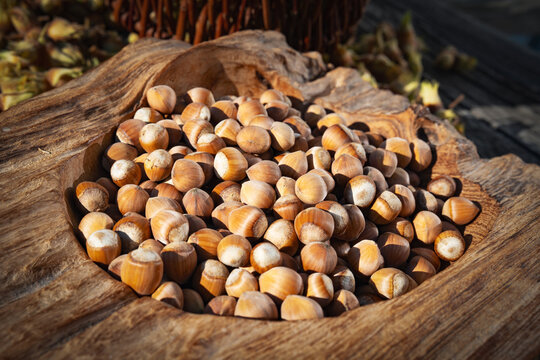 Fresh hazelnuts in a rustic wooden bowl. Gold brown nuts gleam in the autumn sun. Seasonal hazelnut harvest. Background for a healthy food. Close-up.