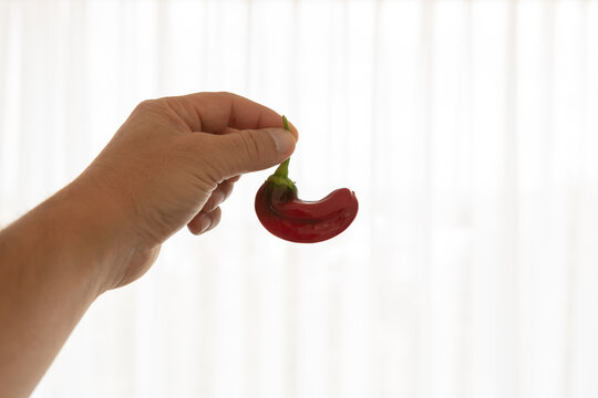 Frische rote Paprika in der hand isoliert - Rote Peperoni &ndash; frisches Gem&uuml;se