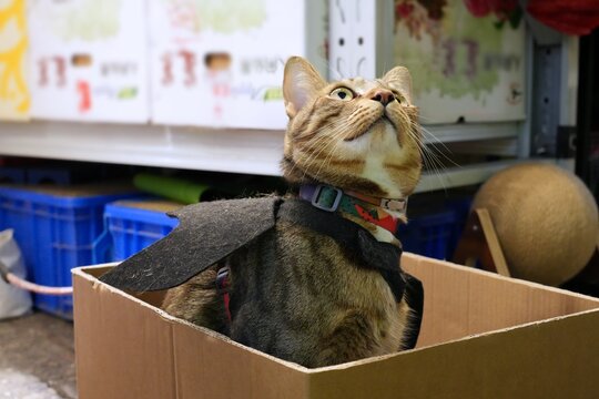 Tabby shop cat wearing bat costume sitting in a cardboard box in a shop in Fa Yuen Street Market in Kowloon, Hong Kong.