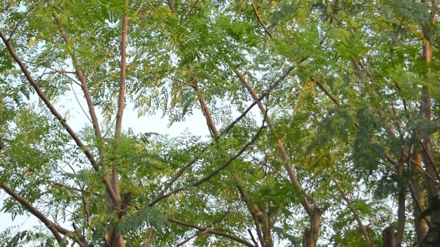 Moringa Trees with Green Leaves Swaying Against Clear Blue Sky