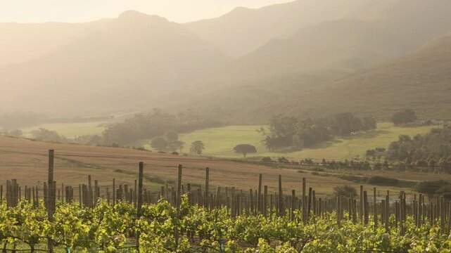 vineyard and rolling hills, Stanford, South Africa at sunset