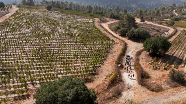 Aerial view of a vineyard in Beit Meir with a group of people walking along a dirt path surrounded by trees and hilly terrain in Beit Meir, Jerusalem District, Israel.