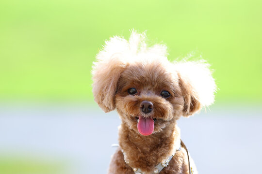Backlit Toy Poodle Smiling with Tongue Out, Glowing Fur Close-Up Portrait