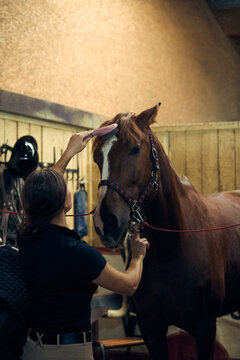 Ponytailed equestrian brushing horse forelock in tack room with careful concentration. Horse handling, equestrian education, riding preparation concept.