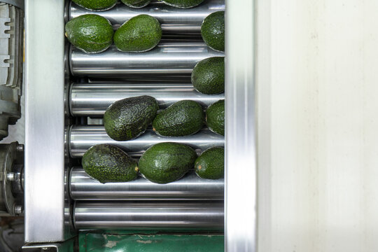 View of fresh green avocados moving along a metal conveyor belt in a packing facility in Uruapan, Michoacan, Mexico.