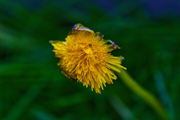 Macro shot of a yellow dandelion flower closing up against a smooth green background © CS Media