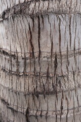 Close-up view of the rough, weathered trunk of a coconut palm tree, showing its distinctive layered bark texture and natural patterns © Mumaza