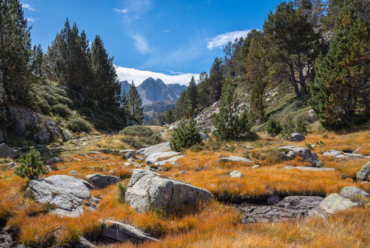 View of Llac de pessons surrounded by rocky terrain, golden grass, and pine trees under a clear blue sky in Grau Roig, Encamp, Andorra.