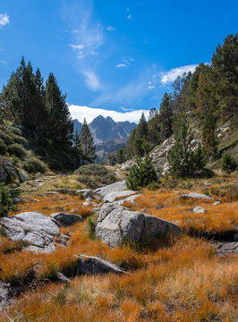 View of the rocky landscape and autumn-colored grass surrounding Llac de Pessons with pine trees and mountain peaks under a clear blue sky in Grau Roig, Encamp, Andorra.