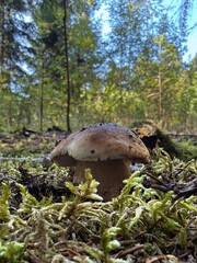 mushroom in the forest © Robert