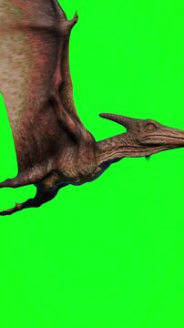 Majestic prehistoric pterodactyl dinosaur flying and soaring across a bright green screen background with wide wingspan movements