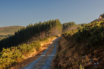 Fototapeta premium Rural Track through Forested Hills, Camino Primitivo, Spain