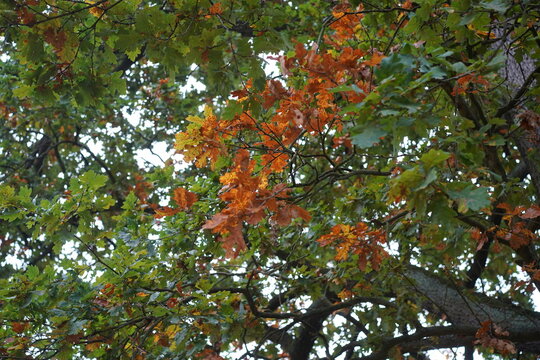 Detailaufnahme einer alten Eiche mit Herbstlaub bei bedecktem Himmel
