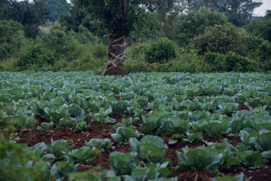 View of a lush cabbage field with a large tree in the background in Kerang, Plateau, Nigeria.