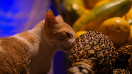 gato y frutas  © diego