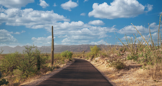 View of a paved road winding through Saguaro National Park East in Tucson, Arizona, with saguaro cacti, Sonoran Desert vegetation, and the Rincon Mountains in the distance.