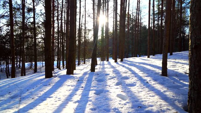 Winter forest. Snow covered forest floor with tall pine trees casting long shadows under bright sun, winter landscape scene. 