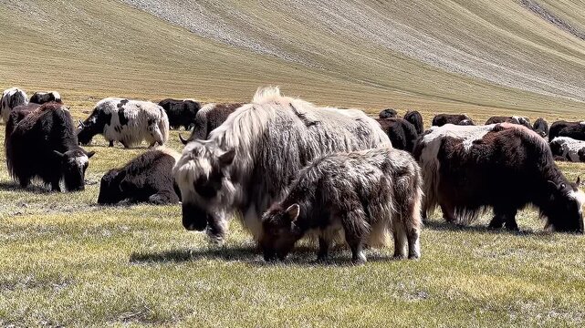 Herd of domestic yaks grazing on a hillside pasture in Tibet