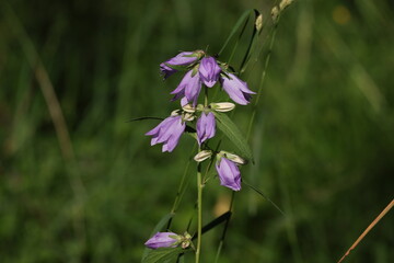 Flowering bellflower growing in a summer meadow among green grasses © Olga
