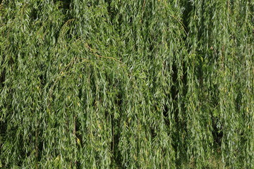 Dense green willow branches hanging down in a lush summer canopy © Olga