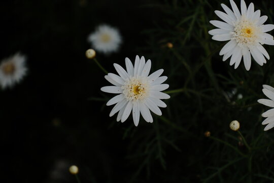 White daisies in Wonosobo, Central Java, Indonesia