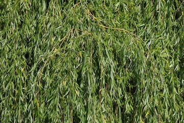 Drooping willow branches covered with thick continuous green foliage © Olga