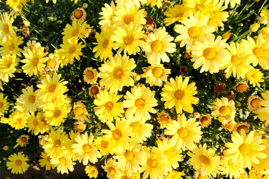 Yellow daisies blooming in Wonosobo, Central Java