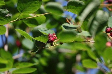Ripening serviceberry berries growing on a branch in July summer foliage © Olga