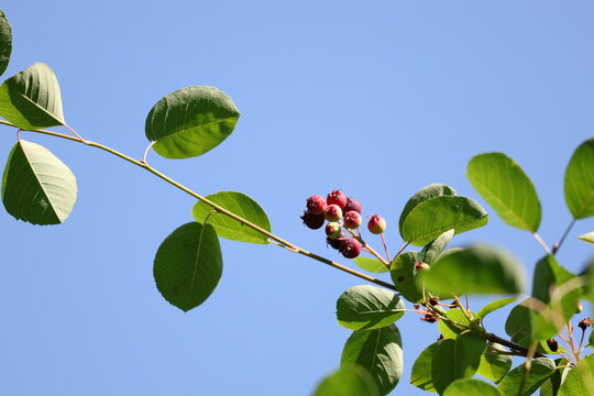 Clusters of developing serviceberry fruit surrounded by green leaves and blue sky