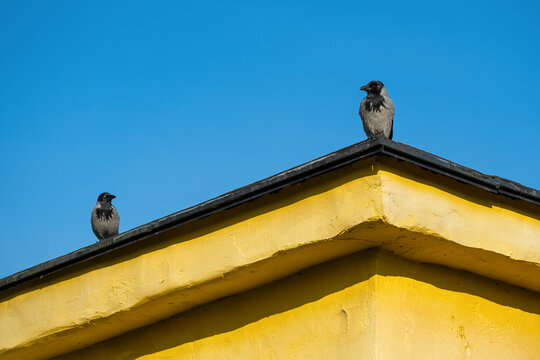 Two hooded crows perched on yellow rooftop against clear blue sky, minimalist composition