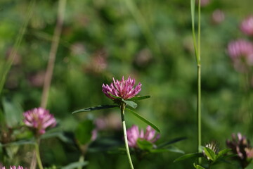 Red clover flower blooming in a green summer meadow Trifolium pratense © Olga