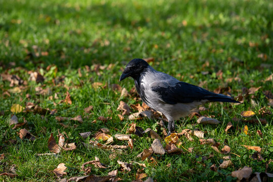 Hooded crow standing on grass covered with autumn leaves, side profile close up