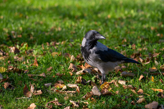 Close up portrait of hooded crow on grass with autumn leaves, head and beak detail