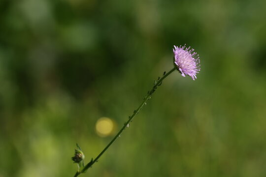Lilac knautia flower on a long slender stem in a summer meadow, Knautia arvensis
